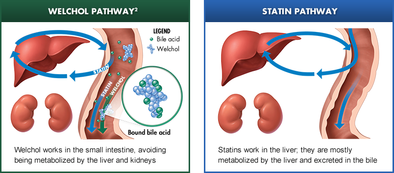 Welchol® Drug Mechanism of Action